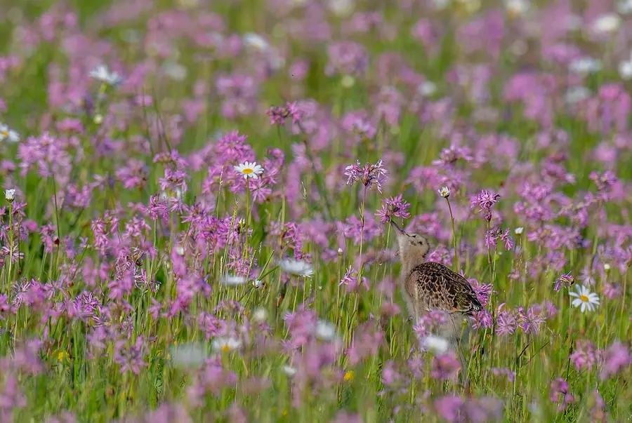 Junge Uferschnepfe bei der Insektensuche in artenreicher Feuchtwiesen des BUND-Föhr ©